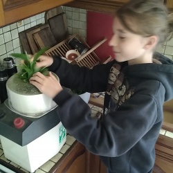 Fiche pratique 5 - Pesto d&#039;ail des ours..